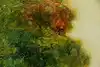 Thumbnail image 11