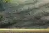 Thumbnail image 11