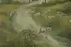 Thumbnail image 6