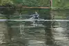 Thumbnail image 9