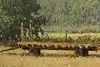 Thumbnail image 8