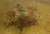 Thumbnail image 20