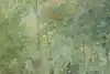 Thumbnail image 10