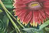 Thumbnail image 9