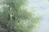 Thumbnail image 10