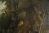 Thumbnail image 11