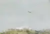 Thumbnail image 9