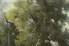 Thumbnail image 10