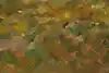 Thumbnail image 11