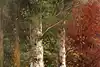 Thumbnail image 8