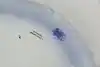 Thumbnail image 10