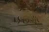 Thumbnail image 11