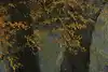 Thumbnail image 8