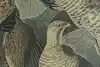 Thumbnail image 11
