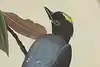 Thumbnail image 12