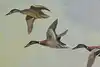 Thumbnail image 7