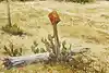 Thumbnail image 10