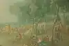 Thumbnail image 11