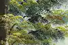 Thumbnail image 10
