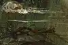 Thumbnail image 12