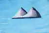 Thumbnail image 8