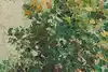 Thumbnail image 6