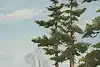 Thumbnail image 9