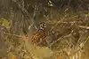Thumbnail image 9