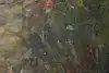 Thumbnail image 12