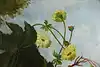 Thumbnail image 11