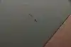 Thumbnail image 21