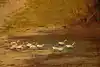 Thumbnail image 11