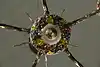 Thumbnail image 17