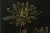 Thumbnail image 14