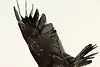 Thumbnail image 10
