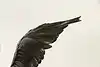 Thumbnail image 15
