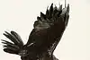 Thumbnail image 19