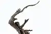 Thumbnail image 9