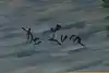 Thumbnail image 14