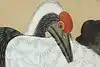 Thumbnail image 6