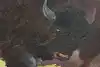 Thumbnail image 9