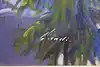 Thumbnail image 10