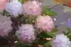 Thumbnail image 9