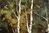 Thumbnail image 11