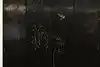 Thumbnail image 21