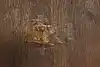 Thumbnail image 14