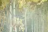 Thumbnail image 10