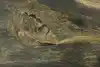 Thumbnail image 10