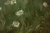 Thumbnail image 13