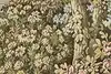 Thumbnail image 12